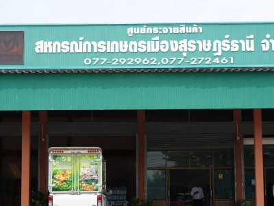 ส่องเส้นทาง “เงาะโรงเรียน” สินค้าจีไอ (GI) จ.สุราษฎร์ธานี ... พารามิเตอร์รูปภาพ 6